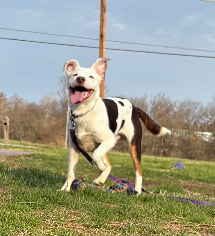 Frito, ADOPTABLE, Young Male Pit Bull Terrier.