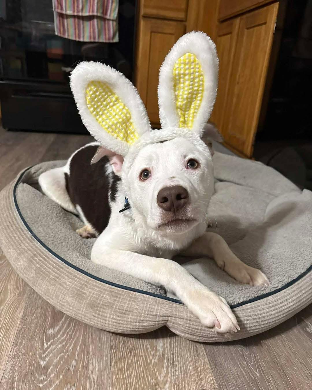 Enlarge Frito, a ADOPTABLE mixed breed in Mechanicsburg, PA image 3/5