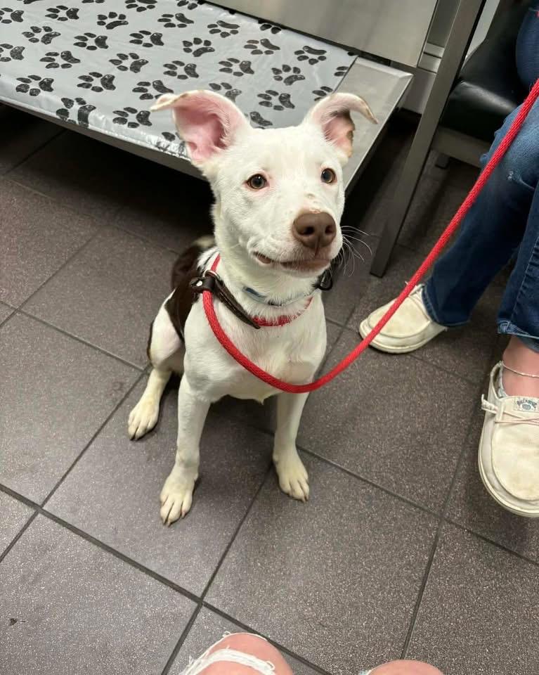 Enlarge Frito, a ADOPTABLE mixed breed in Mechanicsburg, PA image 4/5