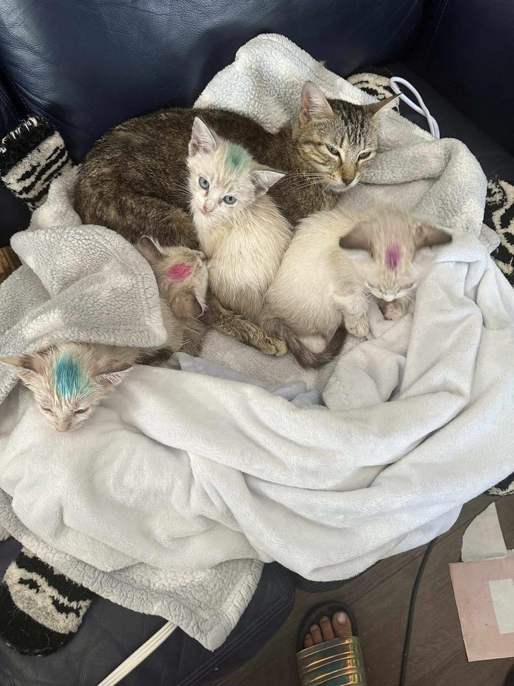 Honey Maven (aka Miss Honey), Adoptable, Young Female Domestic Short Hair.