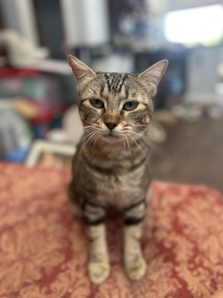 Enlarge Honey Maven (aka Miss Honey), a Adoptable mixed breed in Austin, TX image 2/5