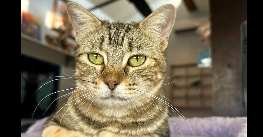 Enlarge Honey Maven (aka Miss Honey), a Adoptable mixed breed in Austin, TX image 3/5