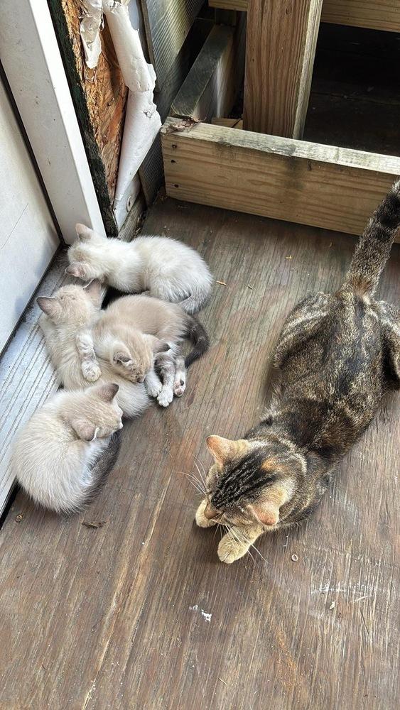 Enlarge Honey Maven (aka Miss Honey), a Adoptable mixed breed in Austin, TX image 4/5