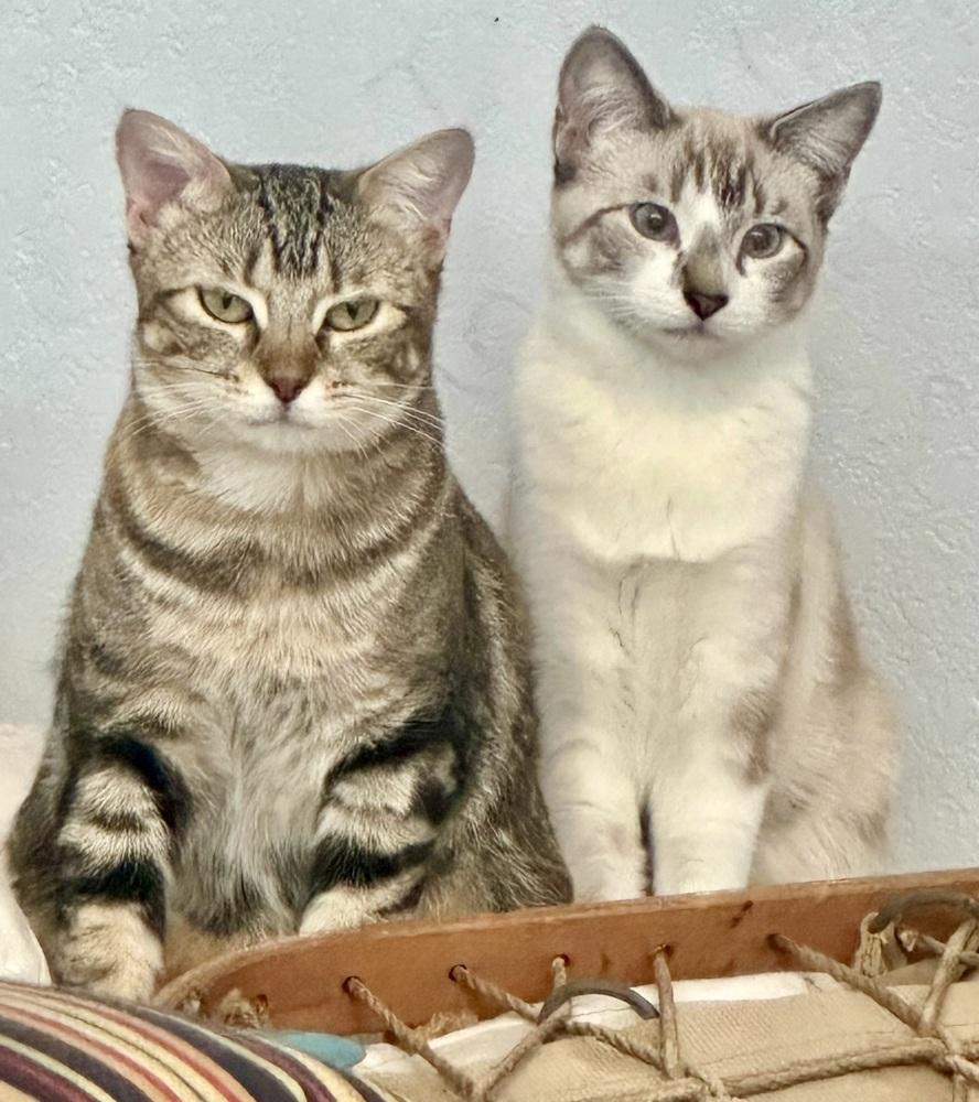 Enlarge Honey Maven (aka Miss Honey), a Adoptable mixed breed in Austin, TX image 5/5