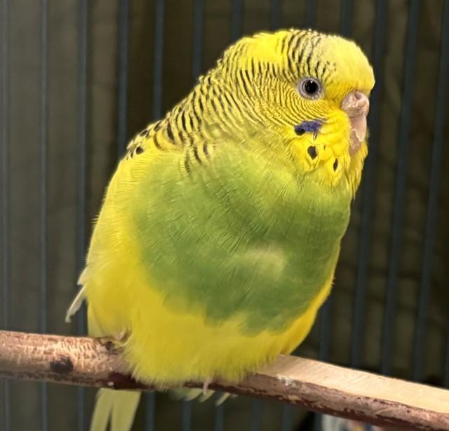 DAFFODIL, Adoptable, Young Female Parakeet (Other).