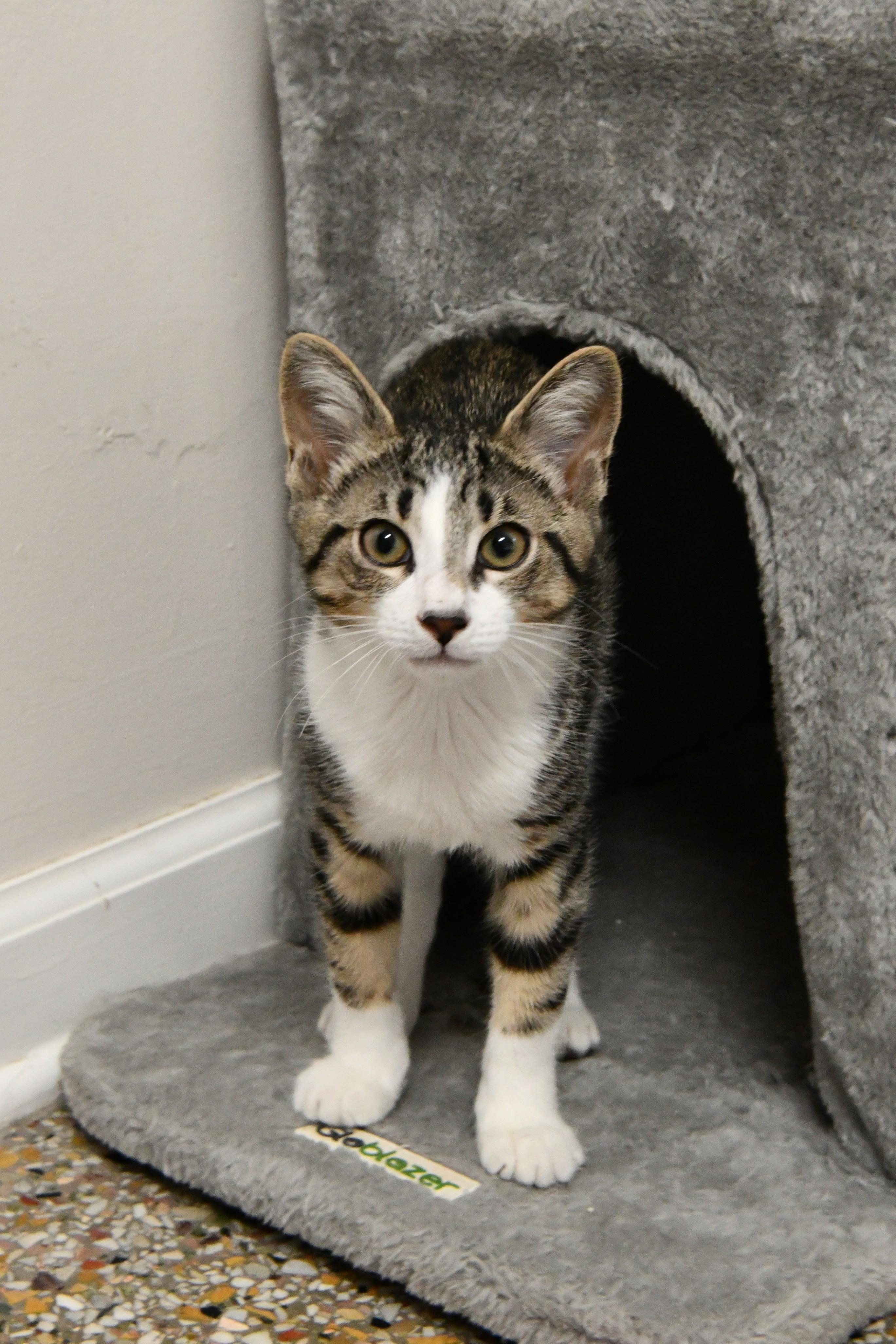 Enlarge Corn Flake, an adopted Domestic Short Hair in Fairhope, AL image 1/1