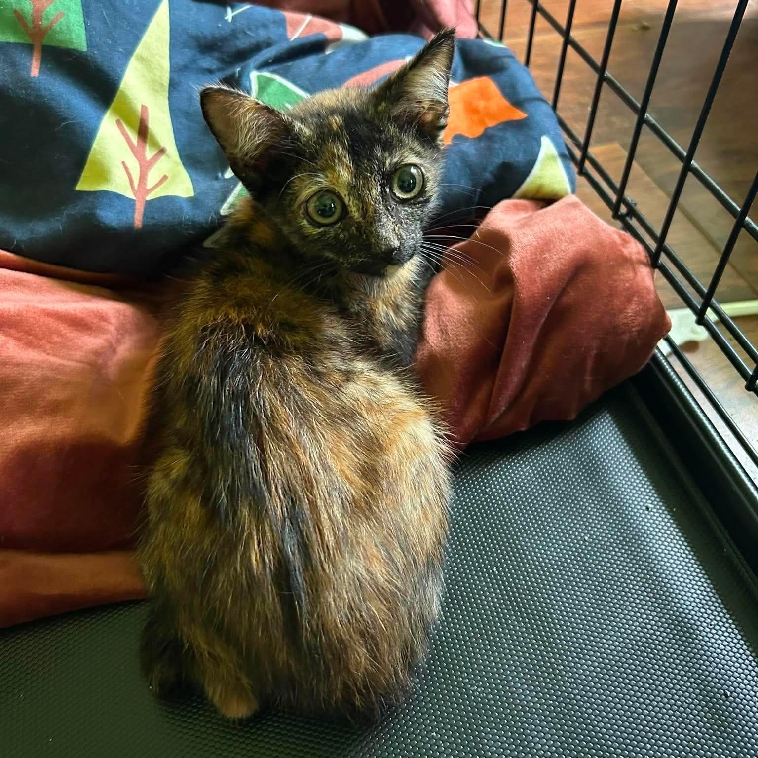 Mitzi, a ADOPTABLE Tortoiseshell in Oregon, WI image 1/3