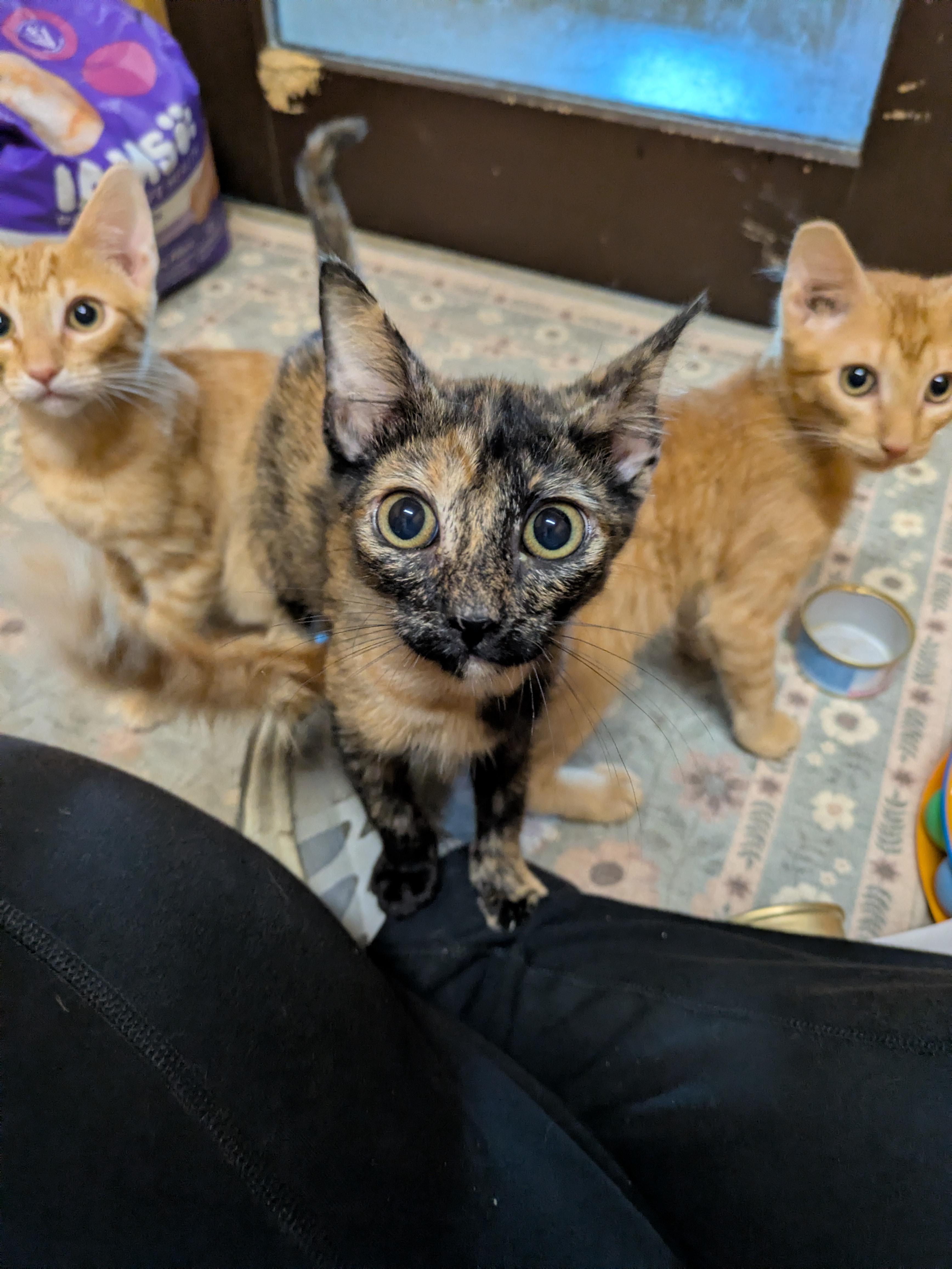 Enlarge Mitzi, an adopted Tortoiseshell in Oregon, WI image 2/5