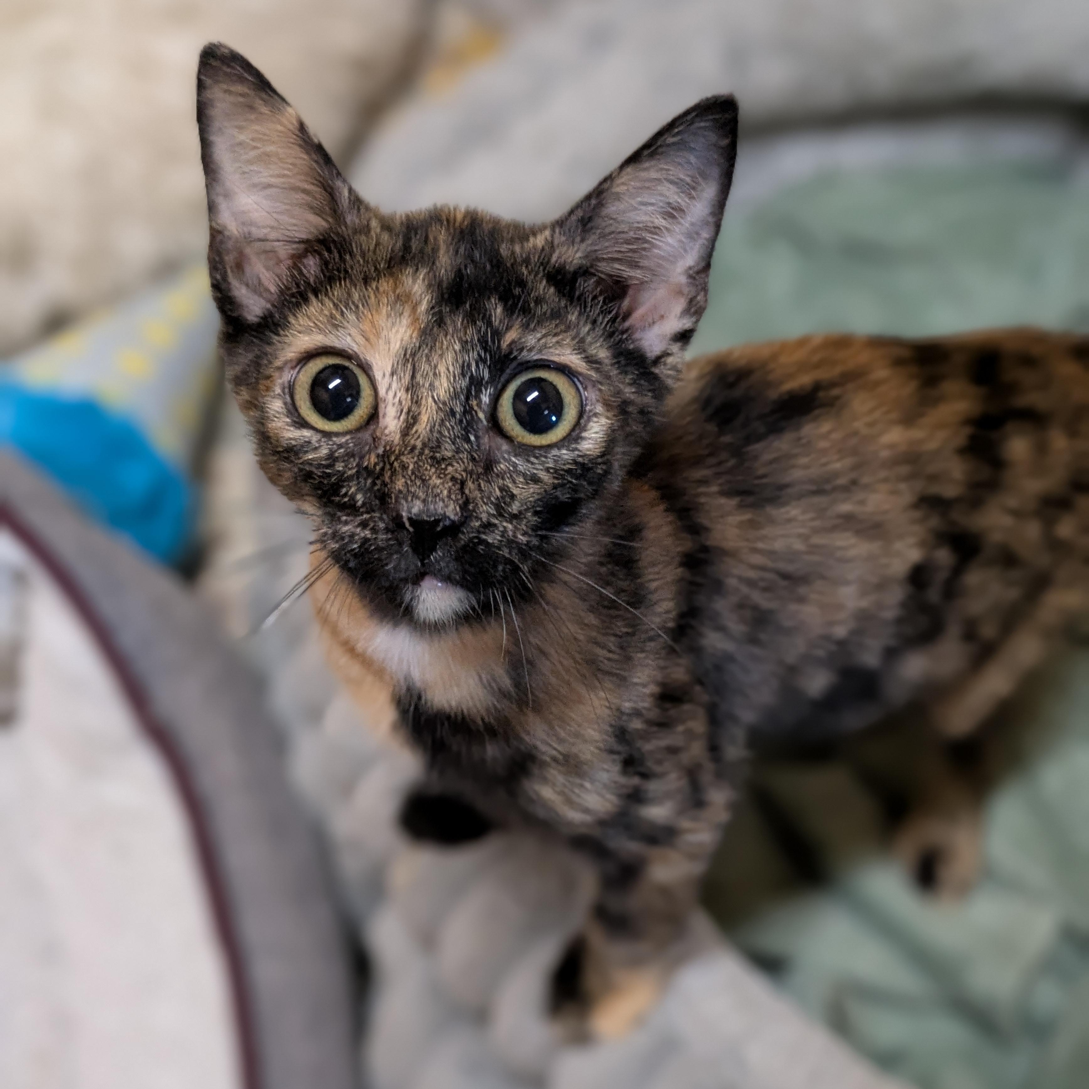 Enlarge Mitzi, an adopted Tortoiseshell in Oregon, WI image 1/5