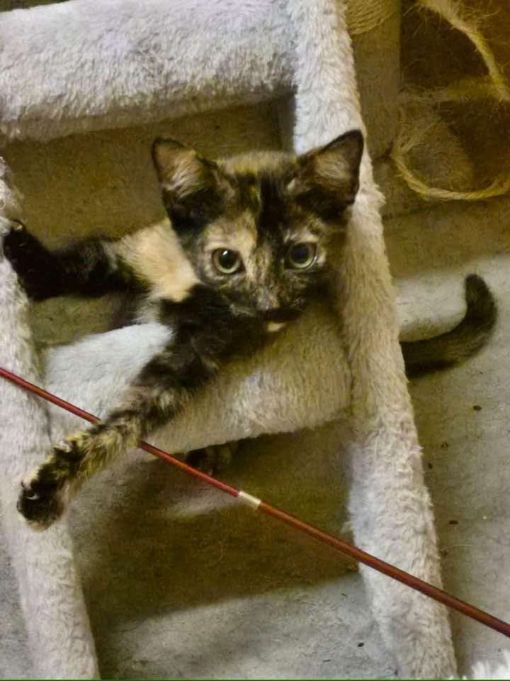 Mitzi, a ADOPTABLE Tortoiseshell in Oregon, WI image 2/3