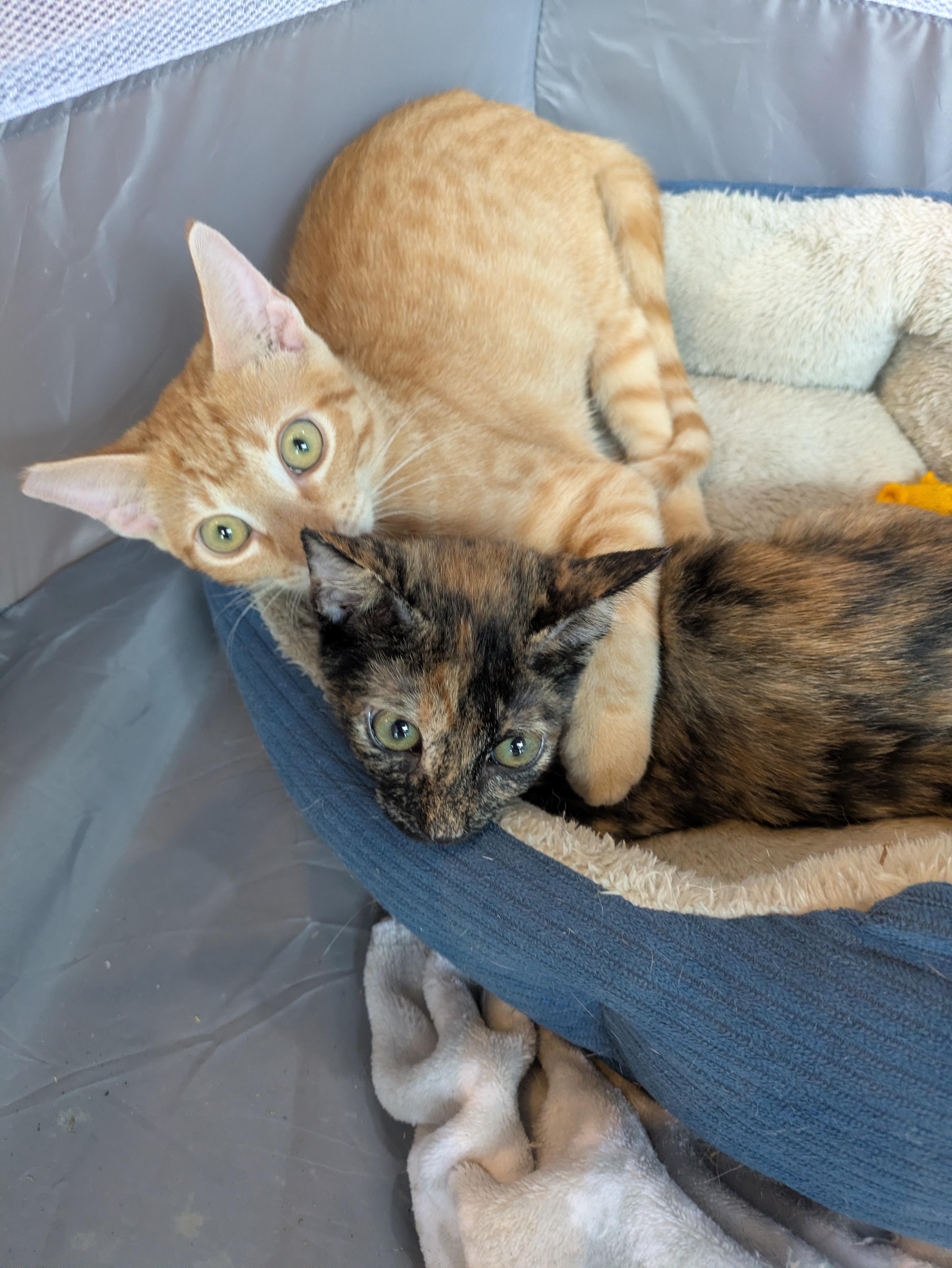 Enlarge Mitzi, an adopted Tortoiseshell in Oregon, WI image 4/5