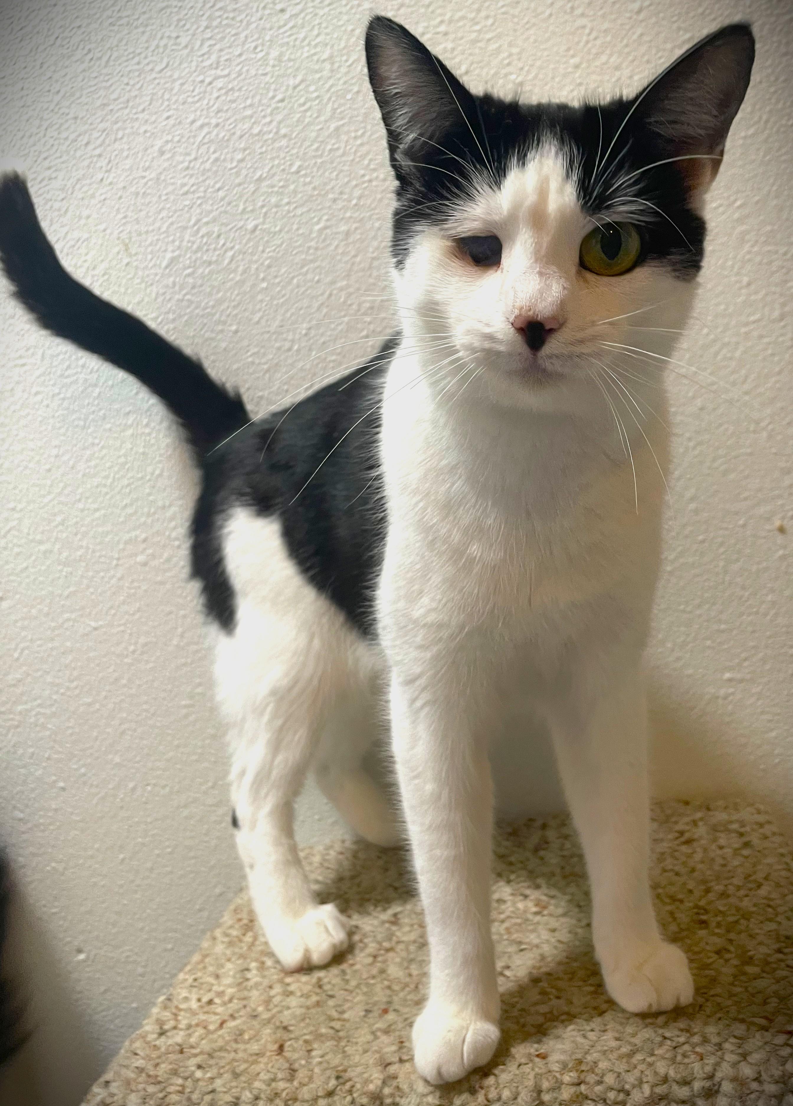 Enlarge Mama, a ADOPTABLE Domestic Short Hair in Chico, CA image 2/4