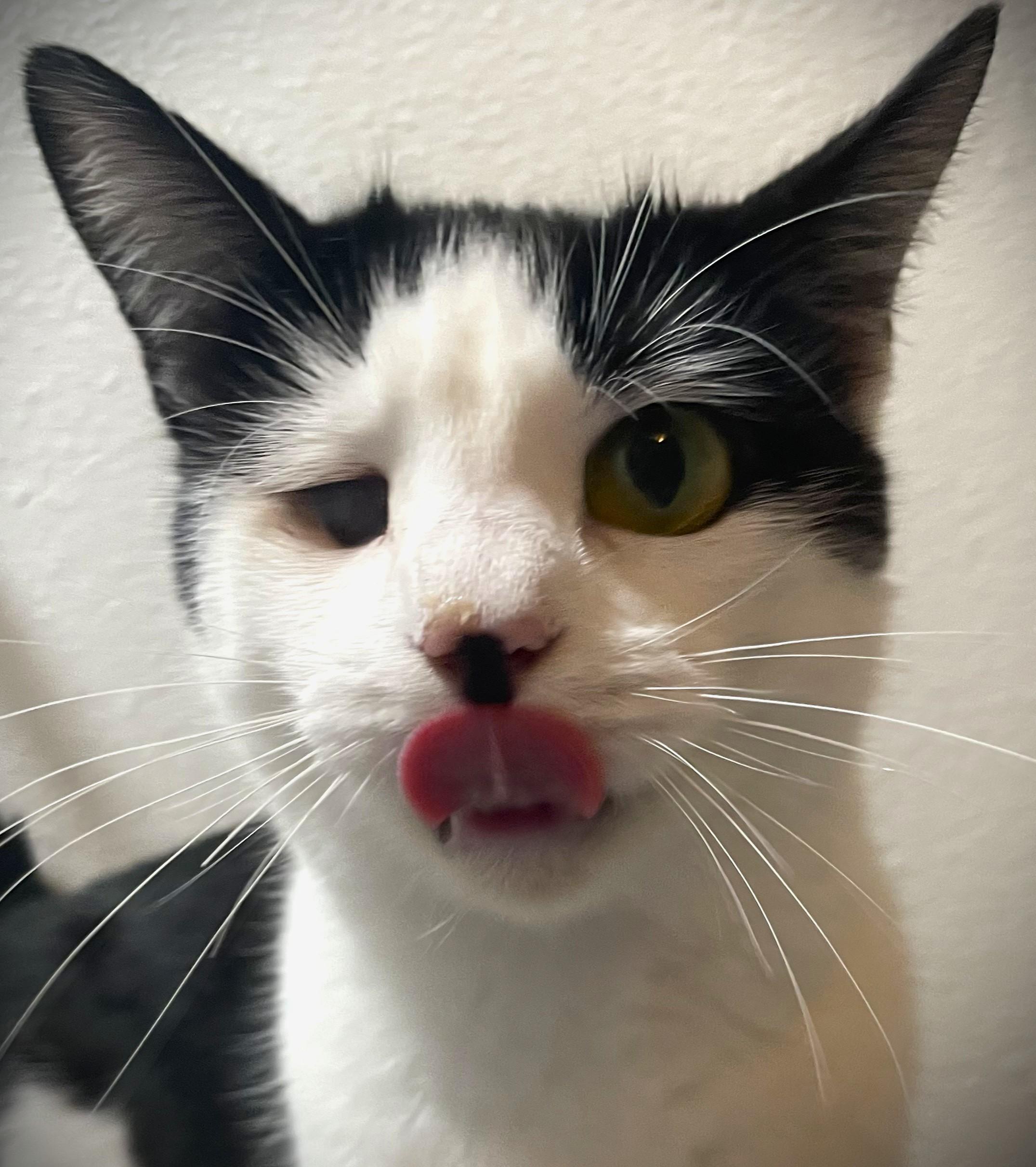 Enlarge Mama, a ADOPTABLE Domestic Short Hair in Chico, CA image 1/4