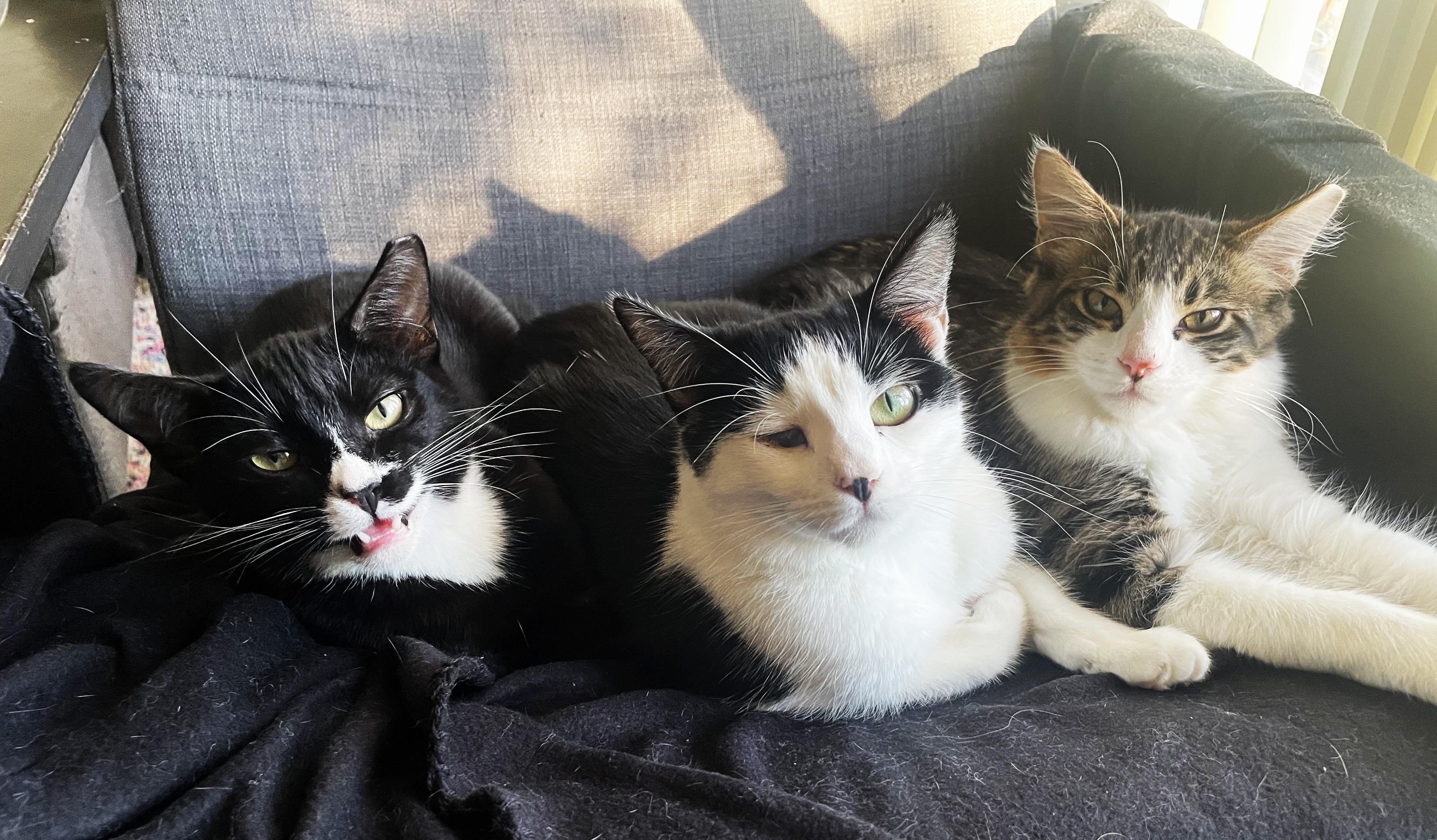 Enlarge Mama, a ADOPTABLE Domestic Short Hair in Chico, CA image 3/4