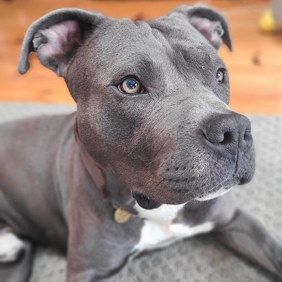 Leo, a Adopted mixed breed in Leesburg, VA image 1/3