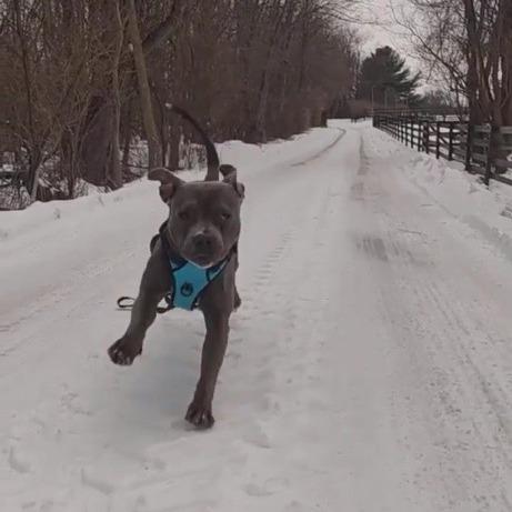 Leo, Adopted, Adult Male Pit Bull Terrier.