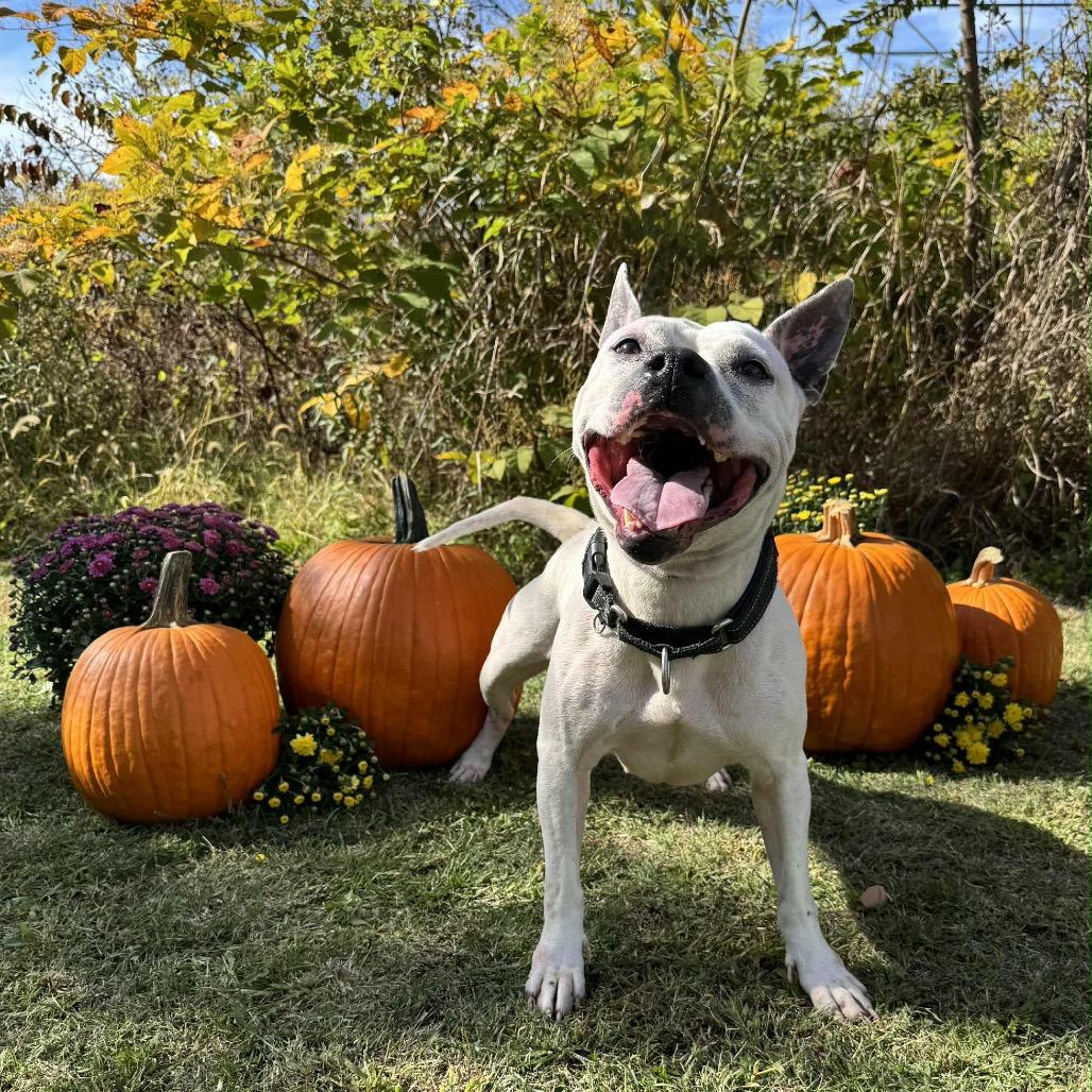 Xena, Adoptable, Adult Female Pit Bull Terrier & Mixed Breed.
