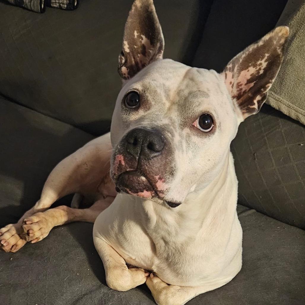 Enlarge Xena, a Adoptable mixed breed in Parkersburg, WV image 2/5