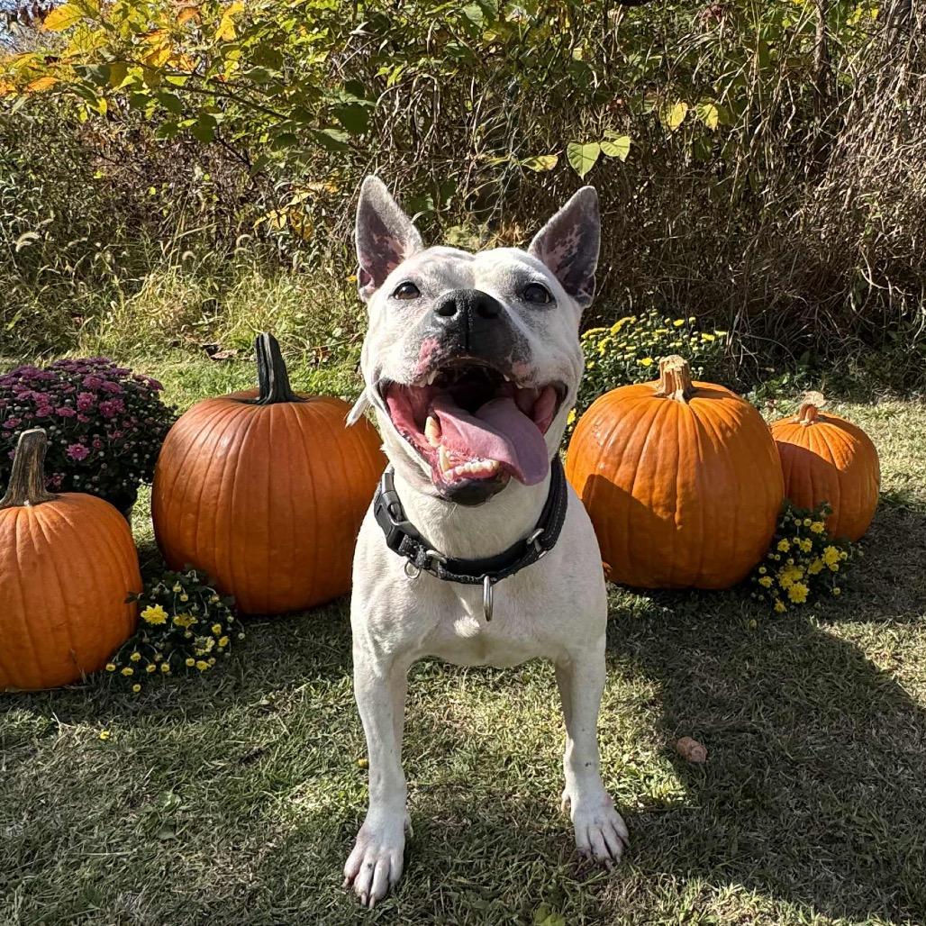 Enlarge Xena, a Adoptable mixed breed in Parkersburg, WV image 3/5