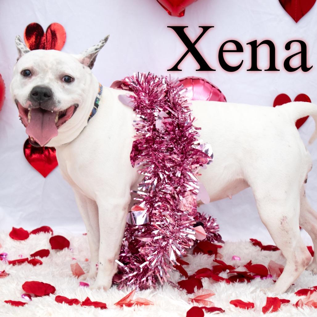 Enlarge Xena, a Adoptable mixed breed in Parkersburg, WV image 4/5