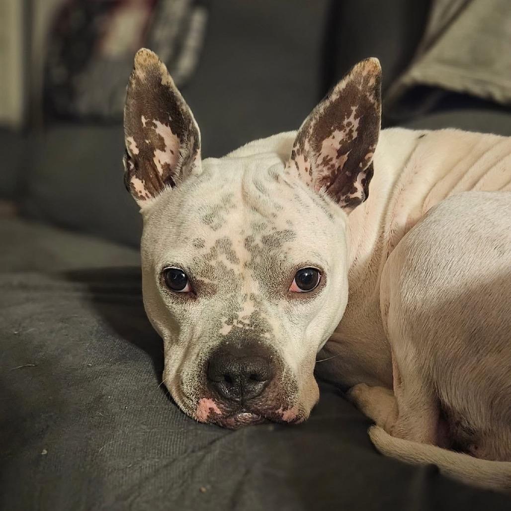 Enlarge Xena, a Adoptable mixed breed in Parkersburg, WV image 5/5