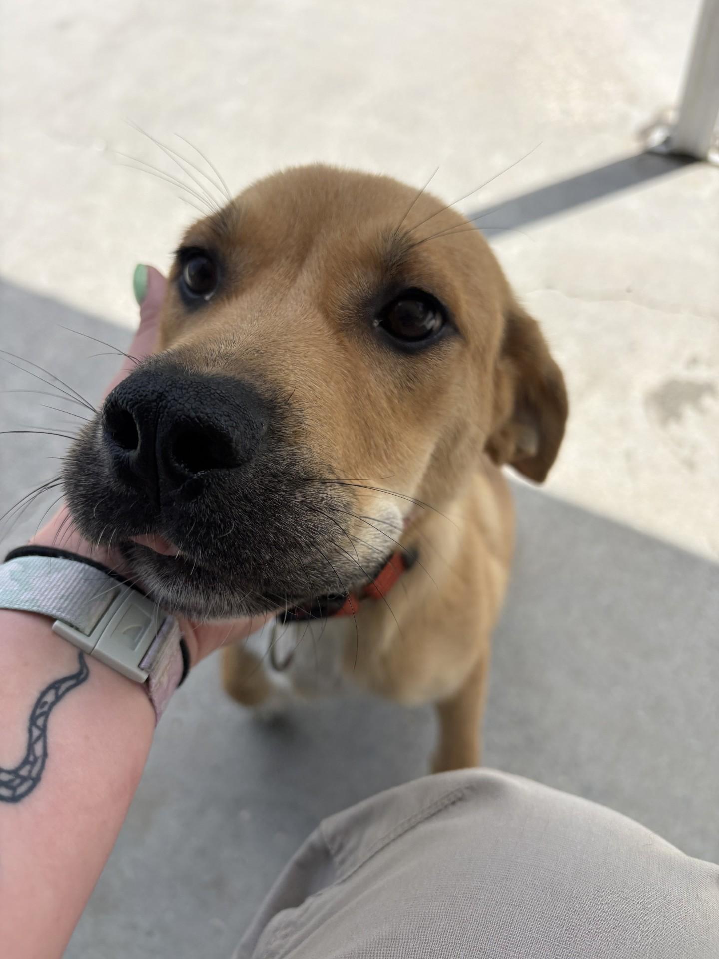 Ra, a ADOPTABLE mixed breed in Ashland, VA image 2/5
