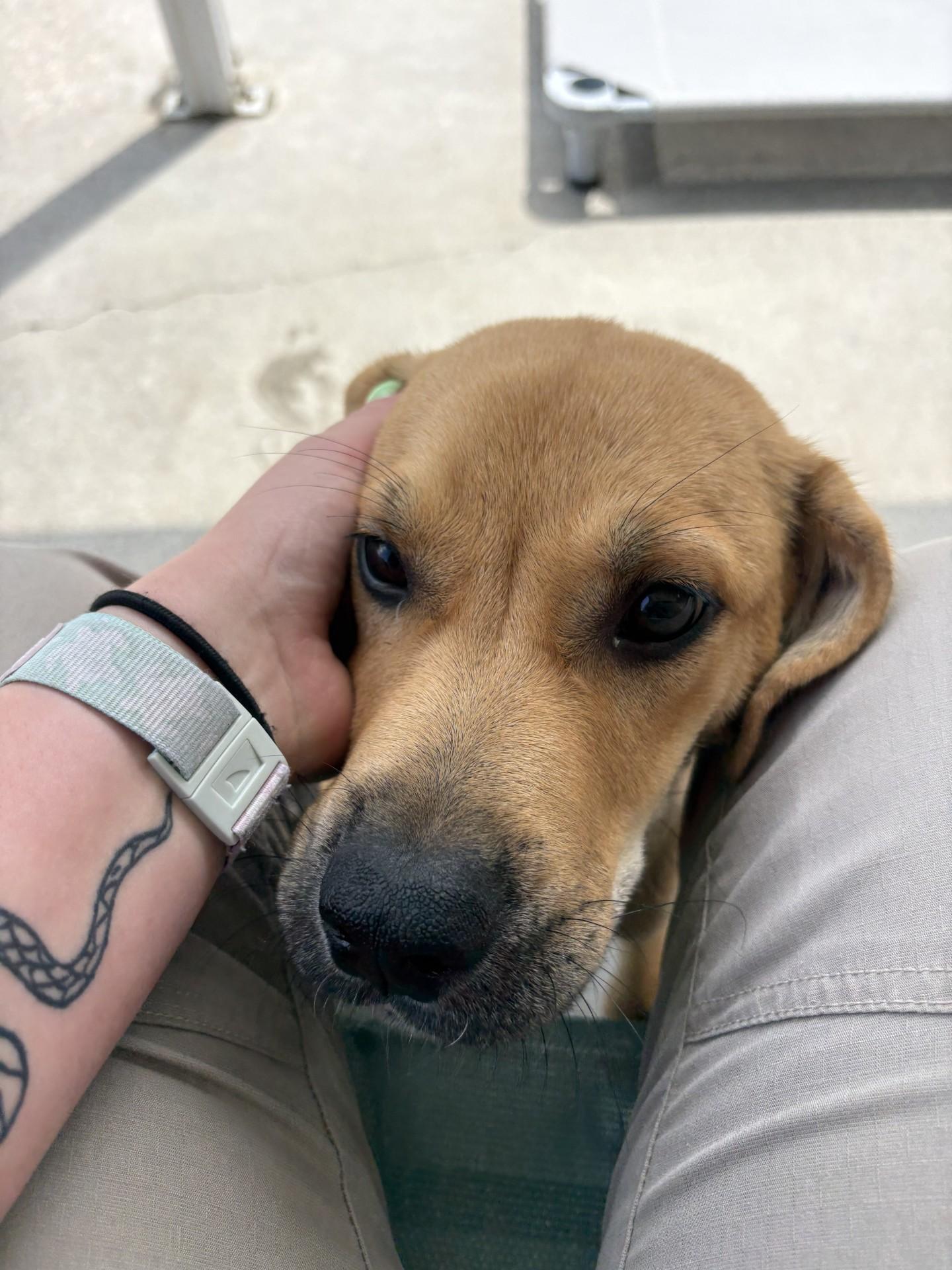 Ra, a ADOPTABLE mixed breed in Ashland, VA image 5/5