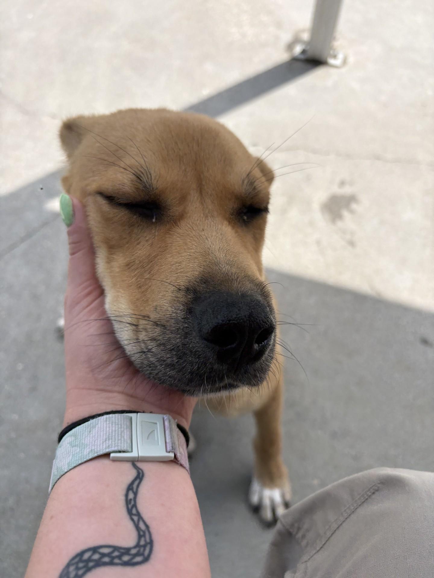 Ra, a ADOPTABLE mixed breed in Ashland, VA image 3/5