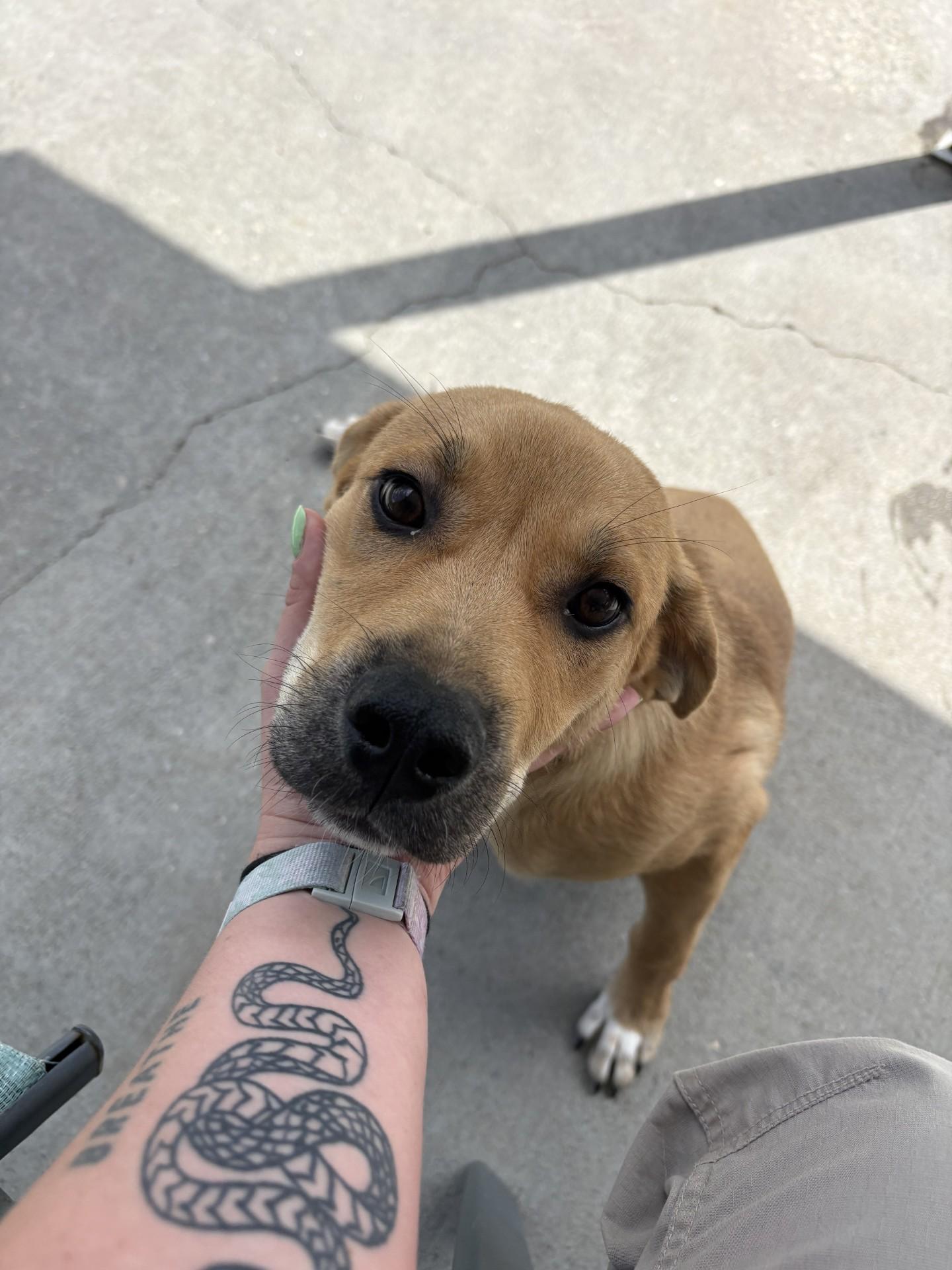 Ra, ADOPTABLE, Puppy Male Labrador Retriever.