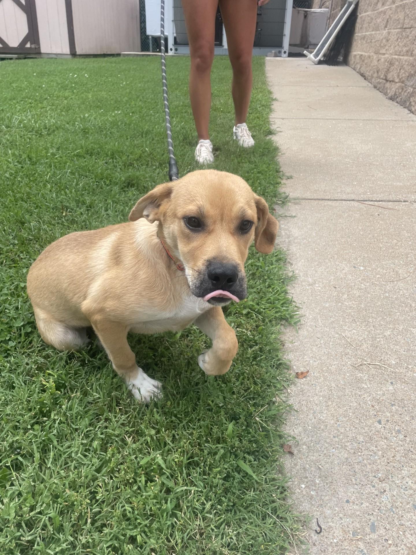 Ra, a ADOPTABLE mixed breed in Ashland, VA image 4/5