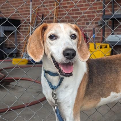 Bootleg, Adoptable, Adult Male Hound & Mixed Breed.