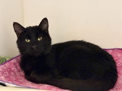 Jicama, ADOPTABLE, Adult Male Domestic Short Hair.