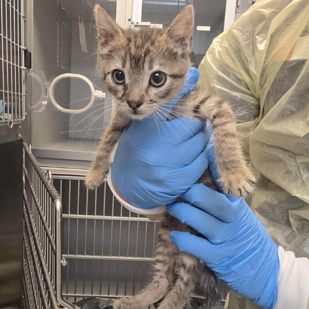 Orange Juice, Adoptable, Kitten Male Domestic Short Hair.