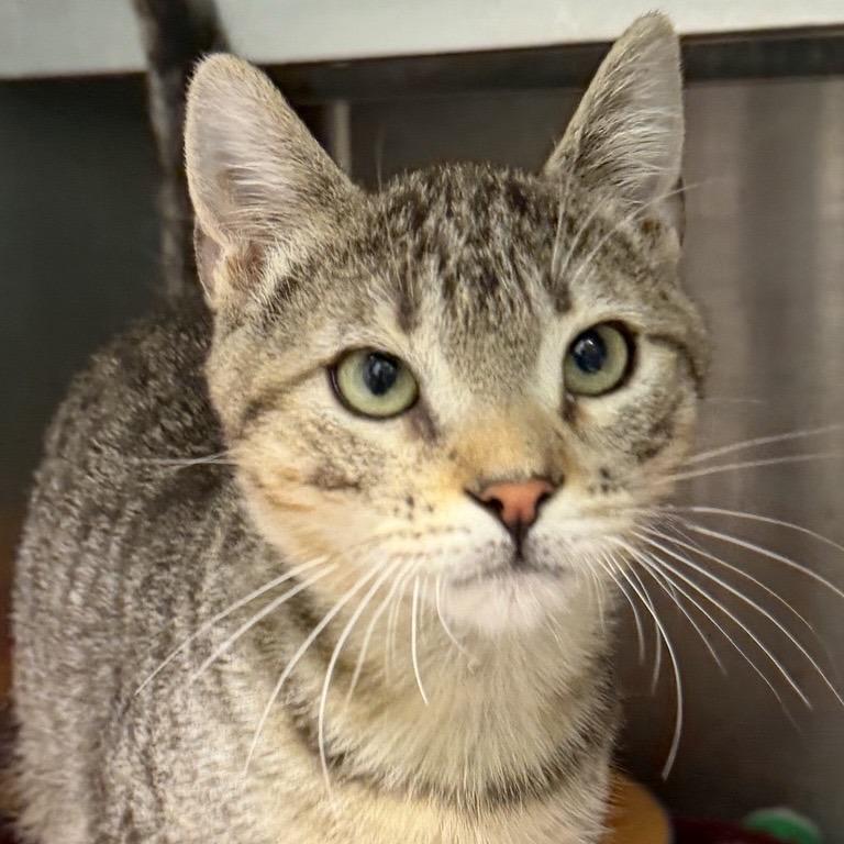 Orange Juice, a Adoptable Domestic Short Hair in Los Angeles, CA image 2/2