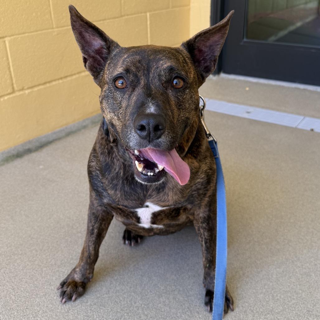 Enlarge Nala, a Adoptable mixed breed in West Palm Beach, FL image 1/6