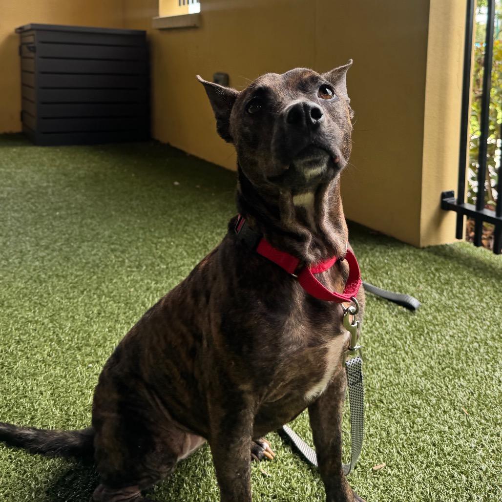 Enlarge Nala, a Adoptable mixed breed in West Palm Beach, FL image 3/6