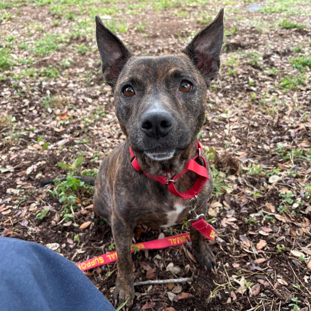 Enlarge Nala, a Adoptable mixed breed in West Palm Beach, FL image 4/6