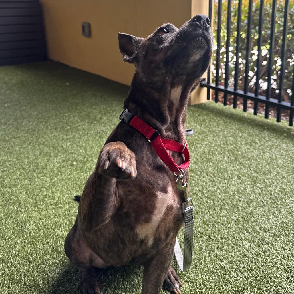 Enlarge Nala, a Adoptable mixed breed in West Palm Beach, FL image 5/6
