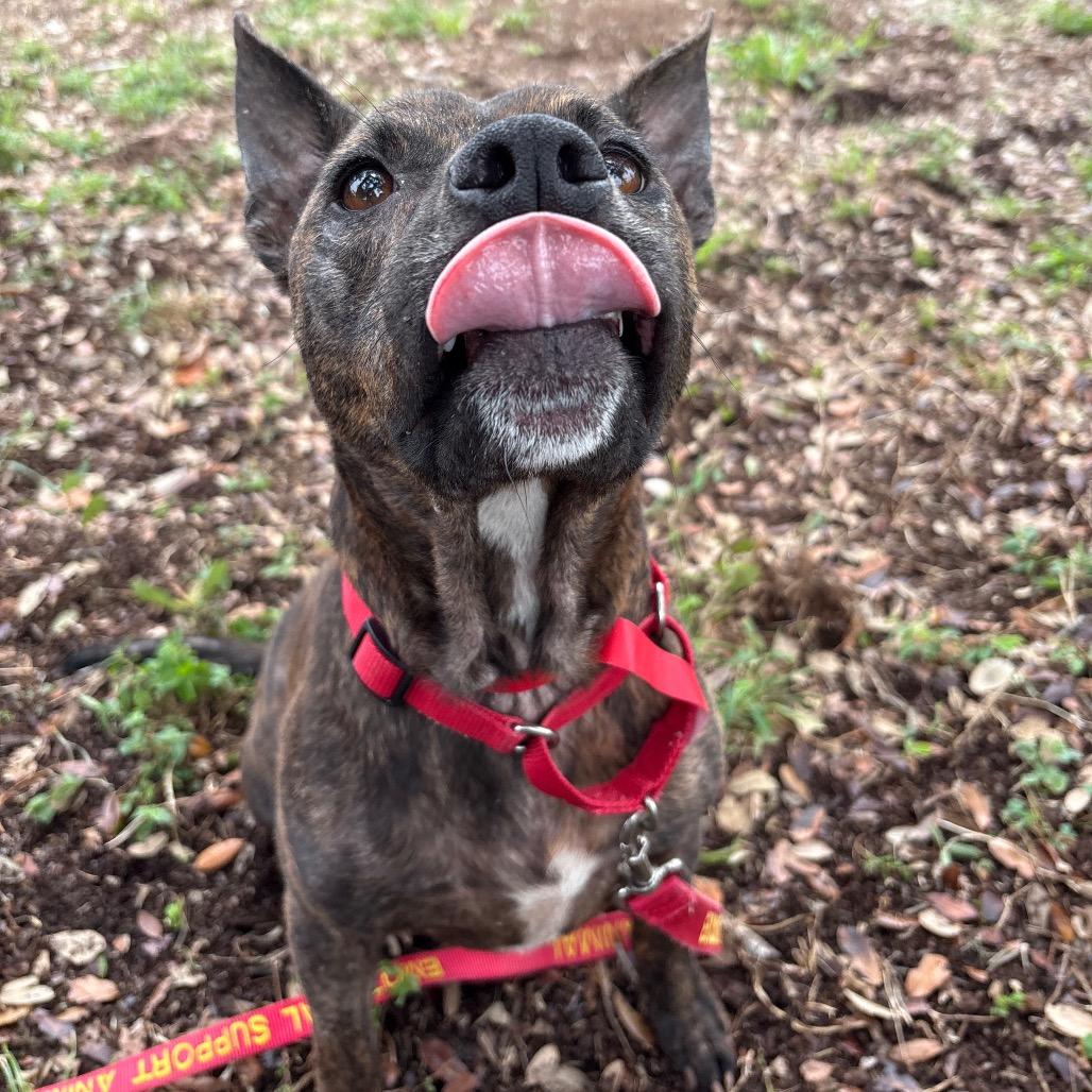 Enlarge Nala, a Adoptable mixed breed in West Palm Beach, FL image 6/6