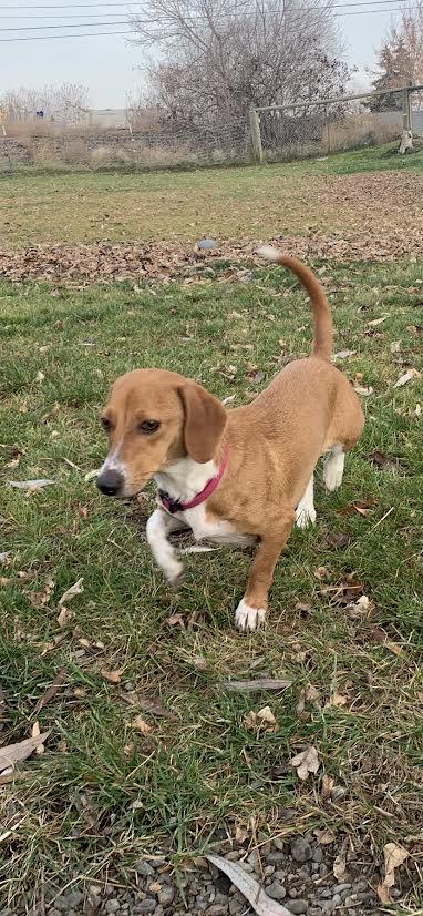 Daisy, adopted, Adult Female Chiweenie.