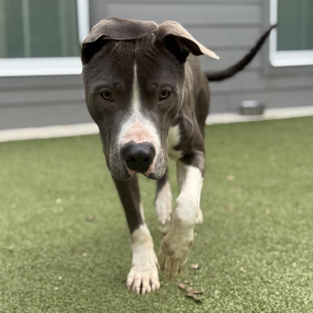 Asce, Adoptable, Adult Male Pit Bull Terrier.