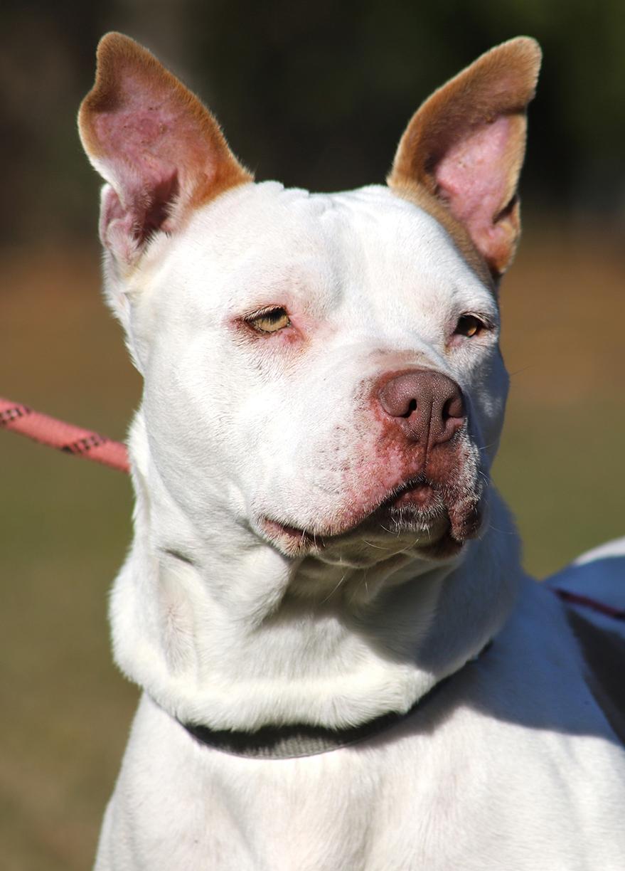 Enlarge Pretty Lady, a Adoptable mixed breed in North Fort Myers, FL image 1/5