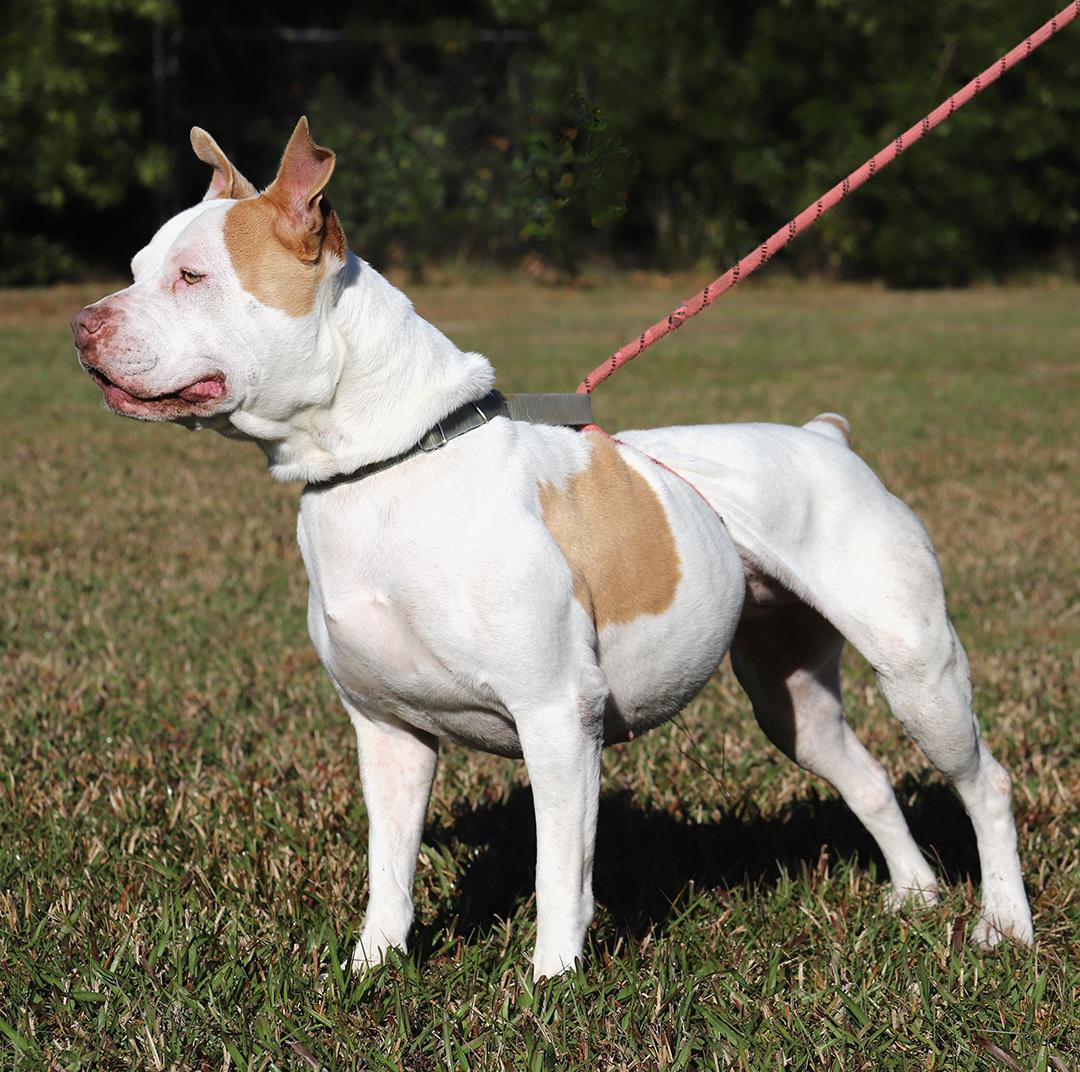 Enlarge Pretty Lady, a Adoptable mixed breed in North Fort Myers, FL image 3/5