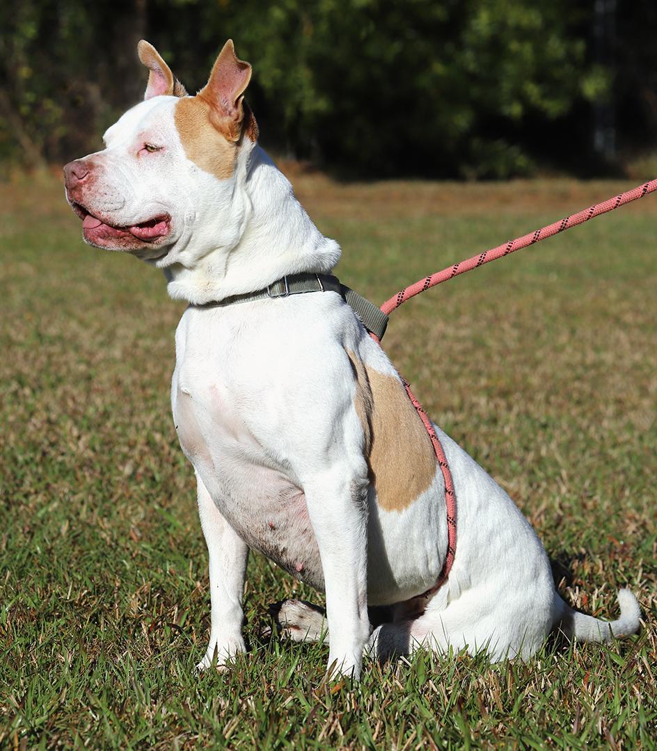 Enlarge Pretty Lady, a Adoptable mixed breed in North Fort Myers, FL image 4/5