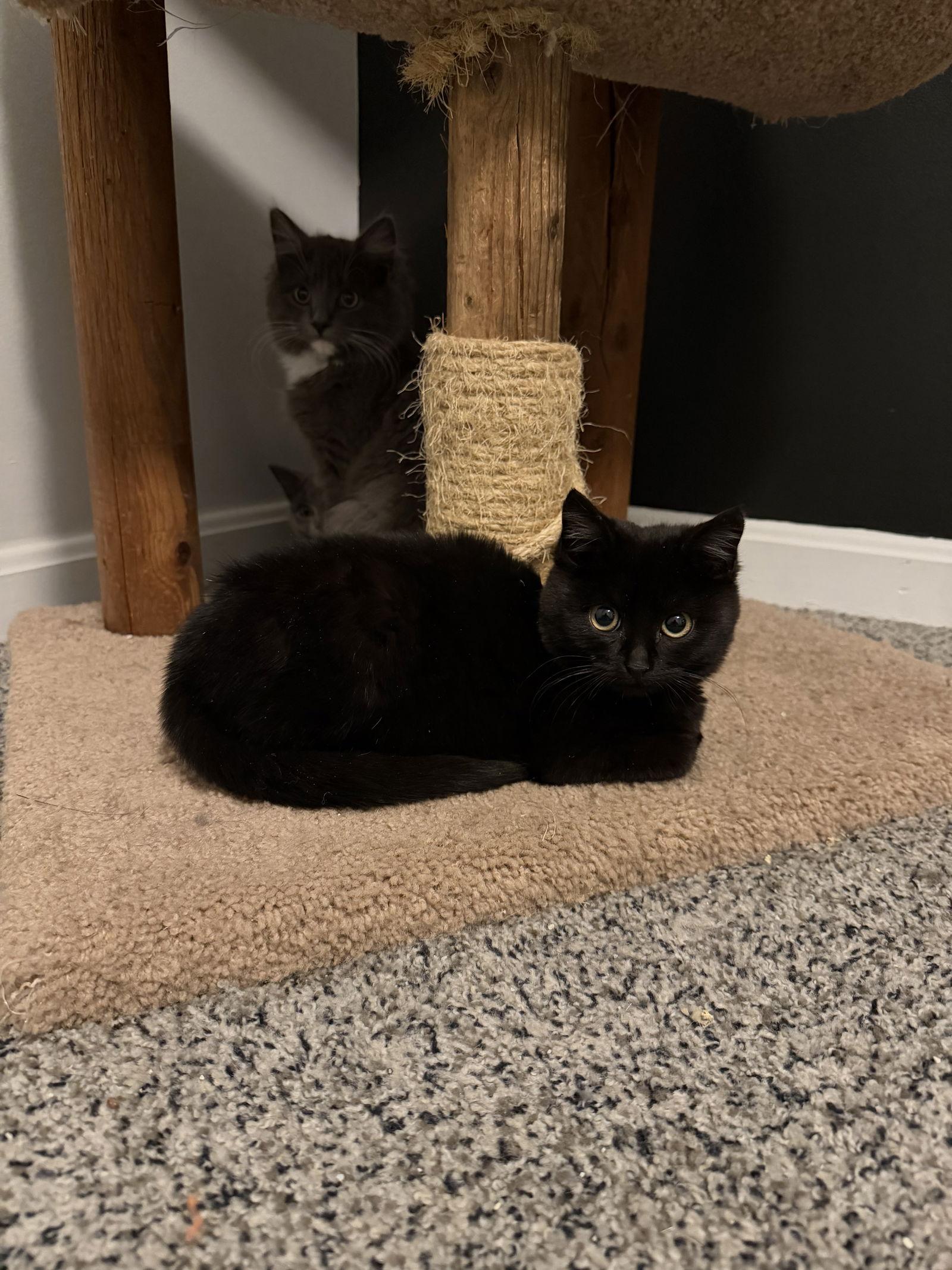 Neptune, Adopted, Kitten Male Domestic Short Hair.