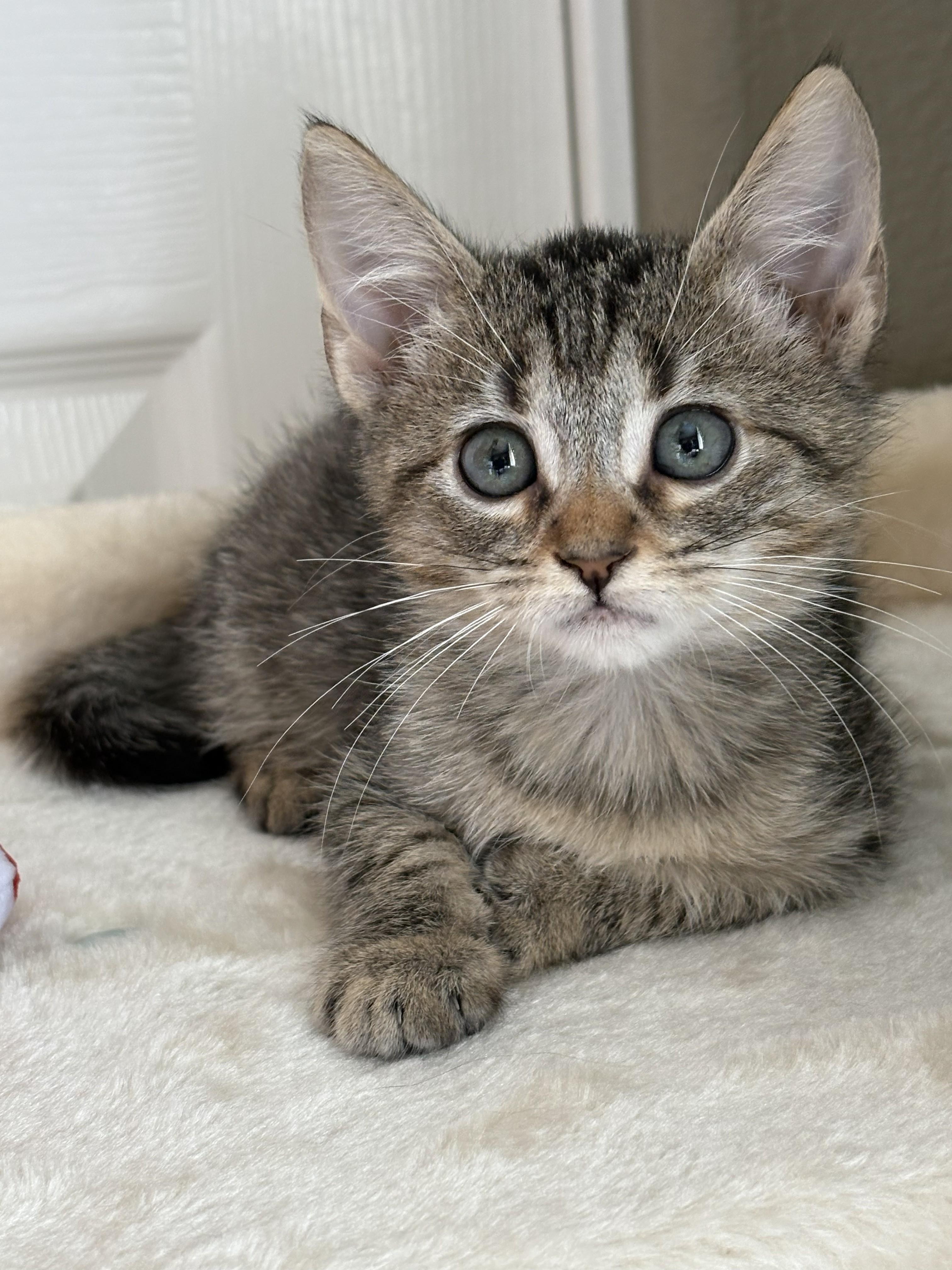 Nugget, ADOPTABLE, Kitten Female Domestic Short Hair.