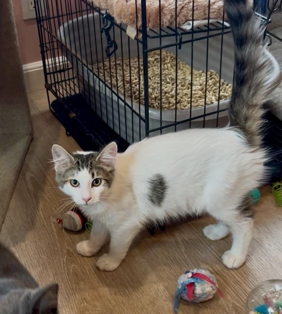 Greta, Adoptable, Kitten Female Domestic Long Hair.