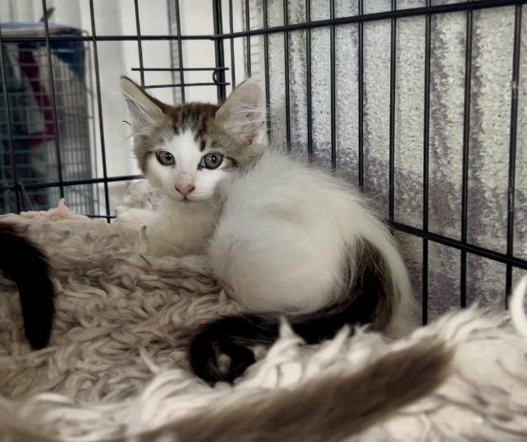 Enlarge Greta, a Adoptable mixed breed in Gardena, CA image 2/5