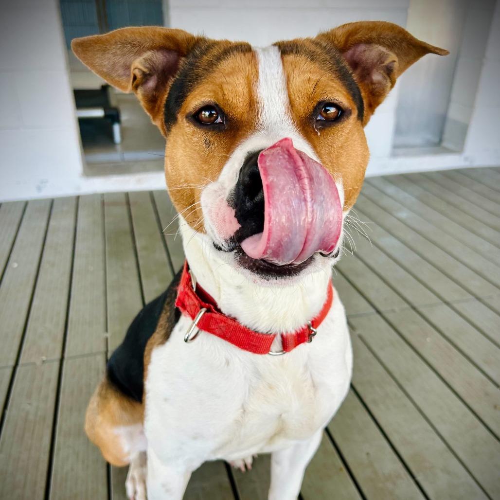 Enlarge Baki, a Adoptable mixed breed in Englewood, FL image 1/4