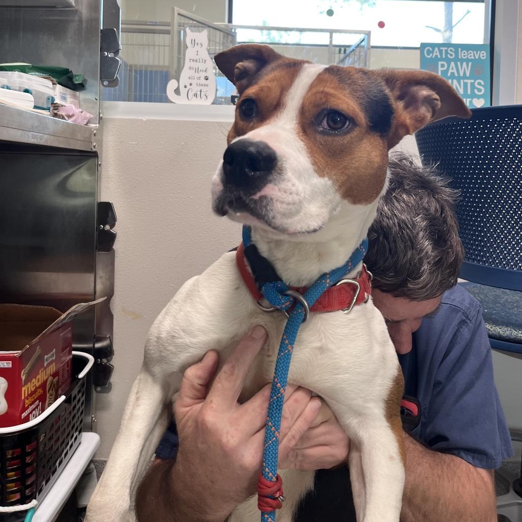 Enlarge Baki, a Adoptable mixed breed in Englewood, FL image 2/4